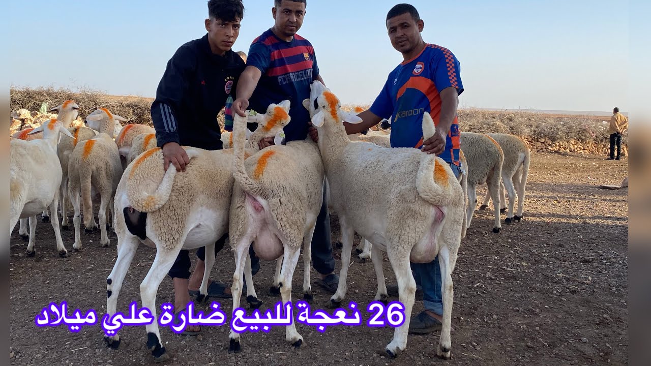 26 نعجة من ضيعة صالح سلعة علي ميلاد للبيع بثمن مناسب