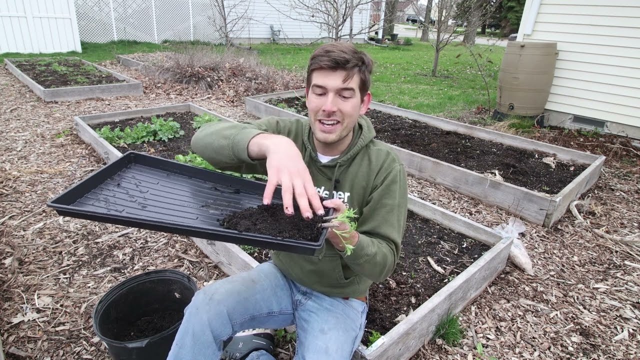 How to Propagate and Root Elderberry Cuttings