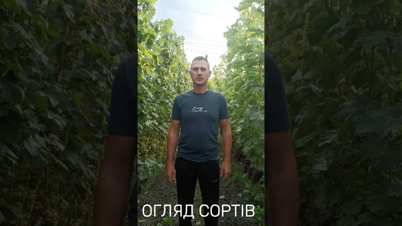 Огляд середніх сортів винограду