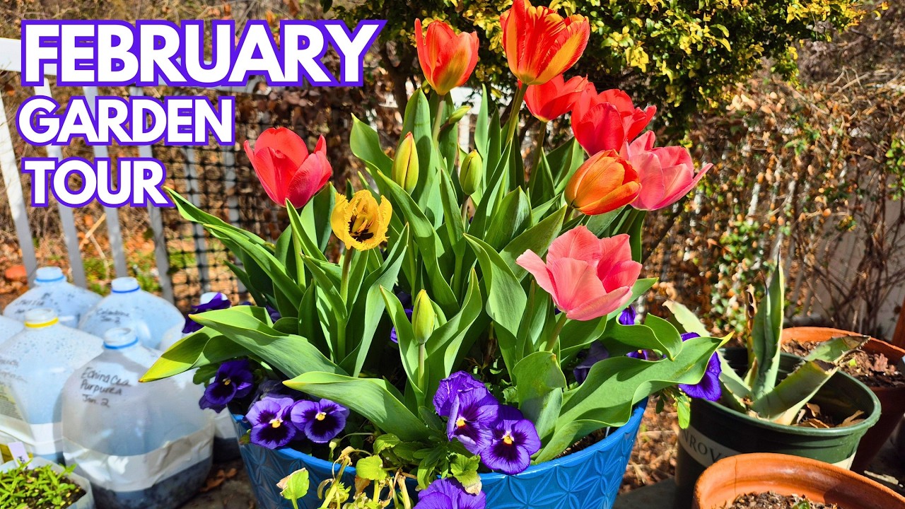 February '26 North Texas Garden Tour!! Spring Blooms Are HERE!!🌸