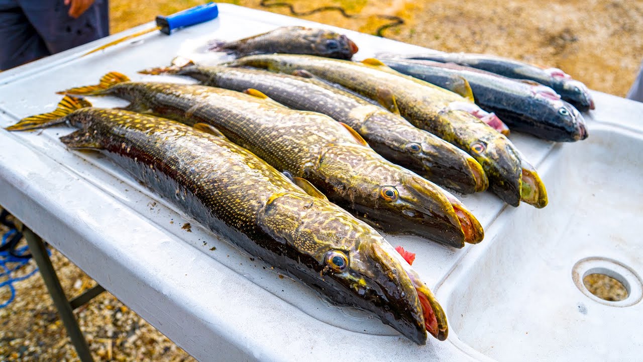 Catch & Cook: Northern PIKE Tacos - Kayak Fishing the Black Hills South Dakota