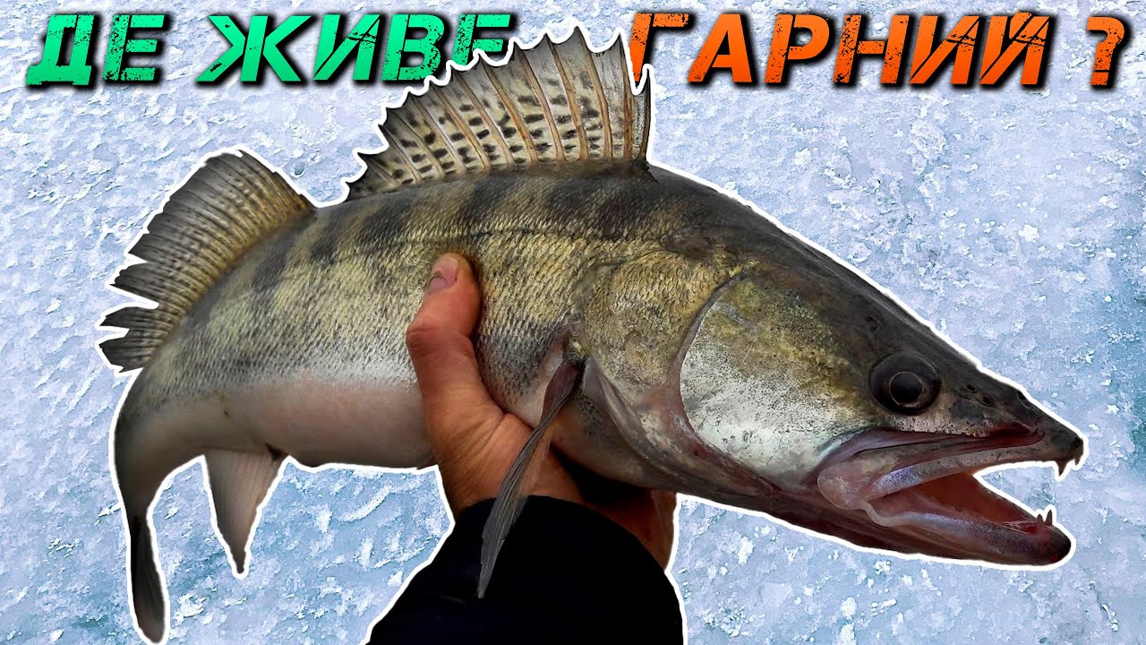 ✅ВІБ або БАЛАНСИР??? На Дніпро ЗА СУДАКОМ!✅