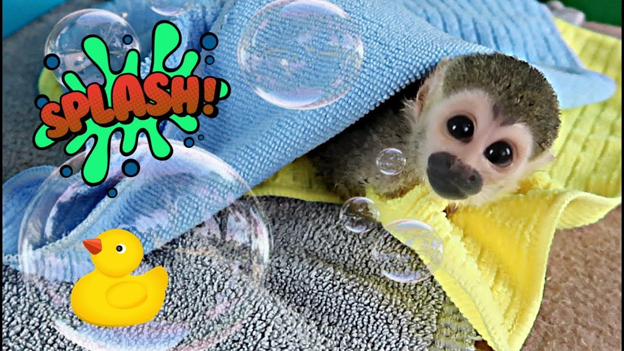 Baby Monkey oLLie Bath & Diaper Time (Part 2)