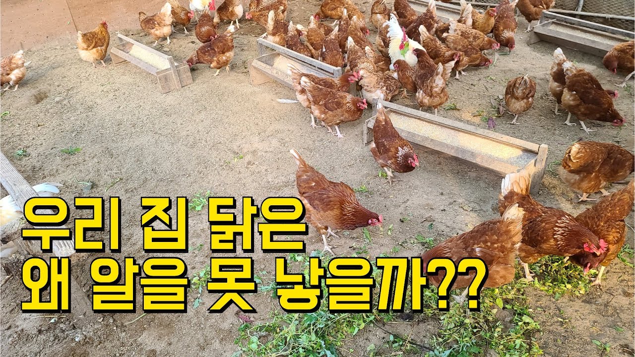 우리 닭은 왜 알을 못 낳을까?