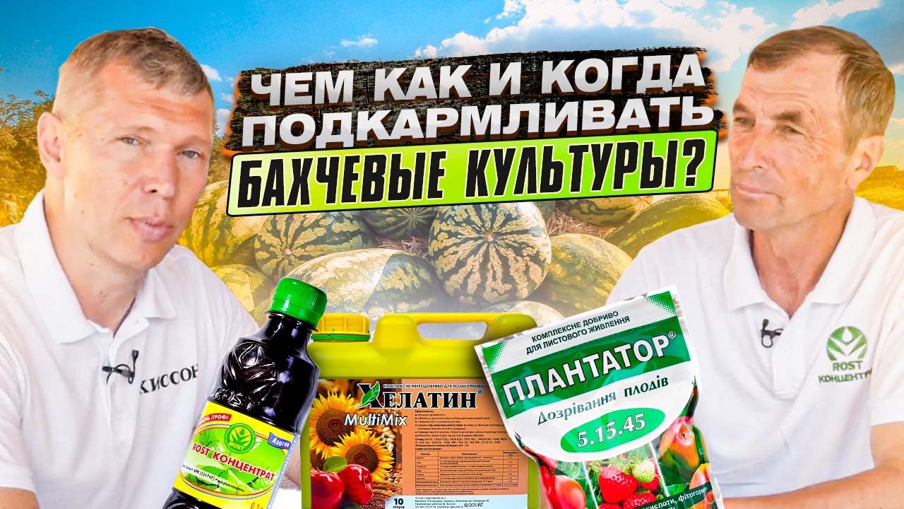Выращивание БАХЧЕВЫХ КУЛЬТУР. АГРОТЕХНОЛОГИЯ и подробная СХЕМА ПОДКОРМОК. Советы профессионала.