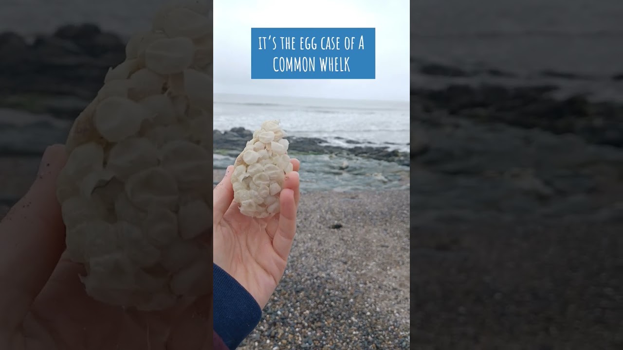 Have you ever seen this on your local beach? . . . It&rsquo;s the eggcase of a common whelk! #CleanCoasts