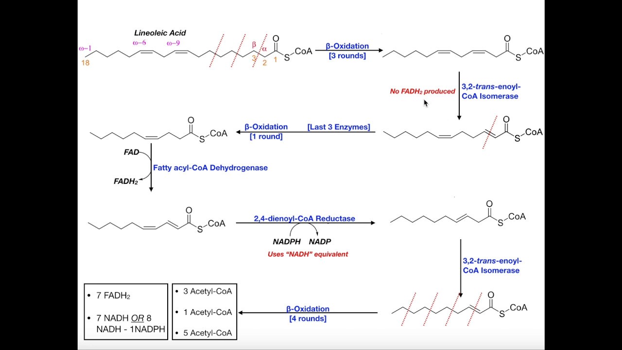 Beta Oxidation of a Polyunsaturated Fatty Acid [Linoleic Acid]