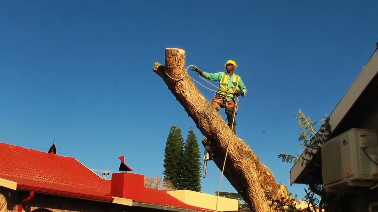 Watch How We Removed This Dangerous Tree in Mpumalanga – Start to Finish + Client Testimonial