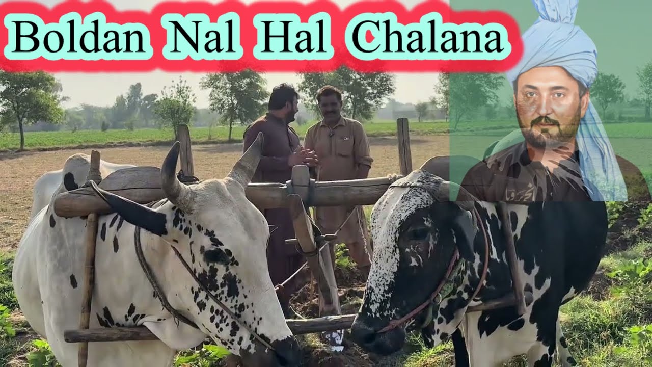 Boldan Nal Kheti Da Purana Tarika | Upturning With Bull , Anjum saroya Showed The Old Punjab Culture