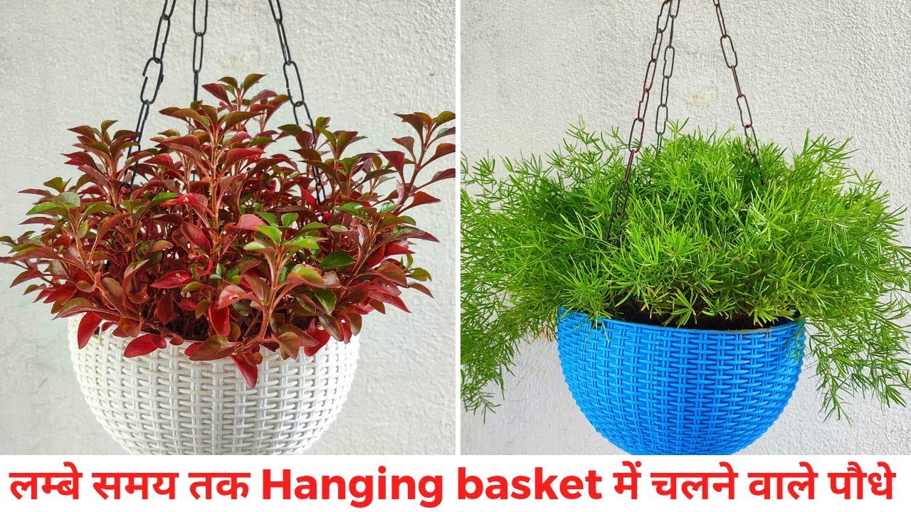 5-10 सालों के लिए तैयार करे Permanent Hanging basket | Name of plants to grow in Hanging basket