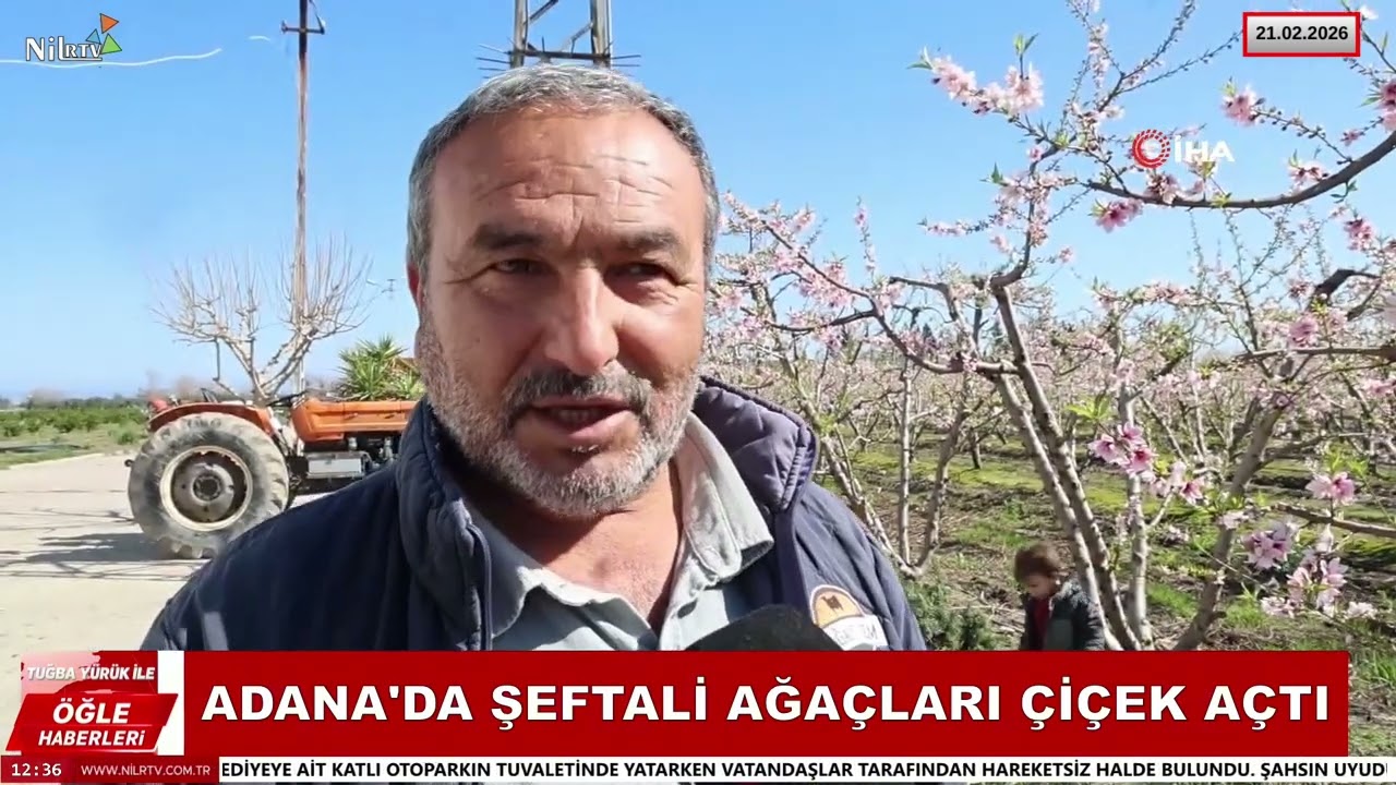 Adana'da şeftali ağaçları çiçek açtı