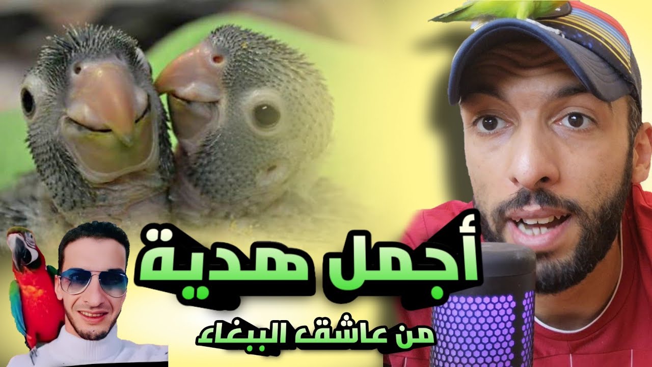 أجمل هدية من عاشق الببغاء 🤩 أسهل طريقة للإنتاج من طيور الفيشر 🔥