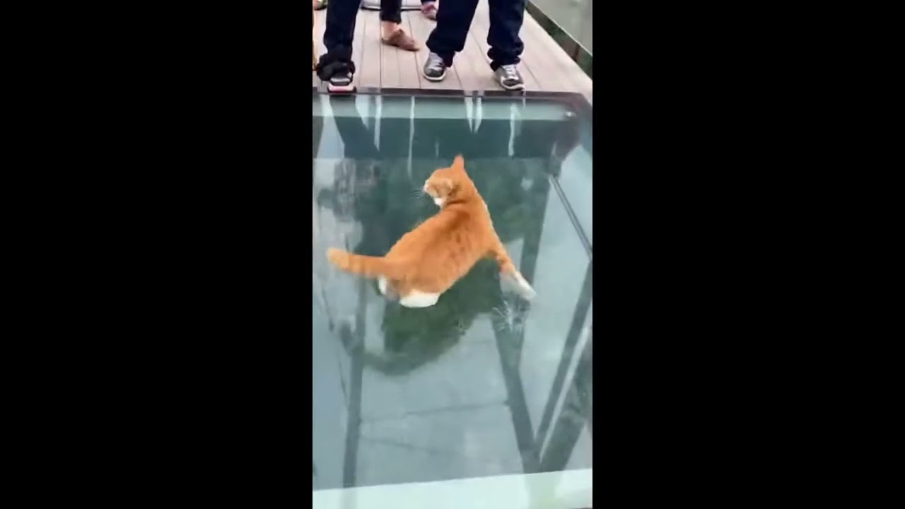 so funny #viral #trending #short