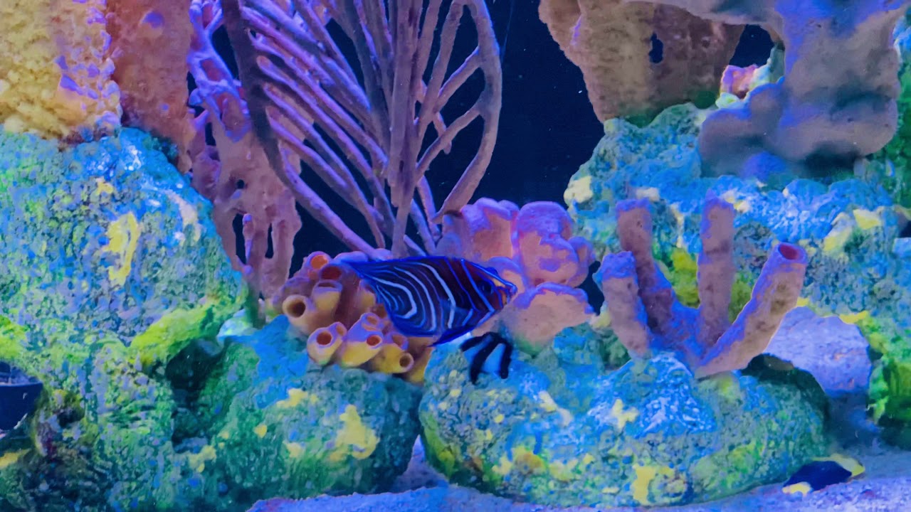 Koran angelfish from Saltwaterfishshop