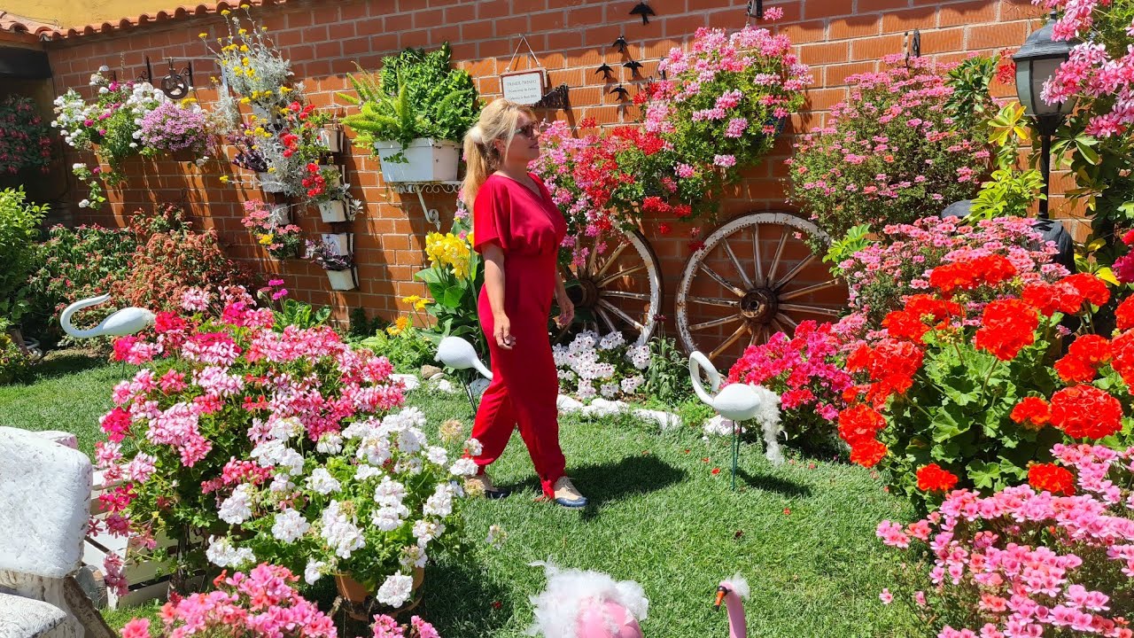 En mi patio floreció la flor del gladiolo y todas mis plantas repletas de flores 🌹🌹