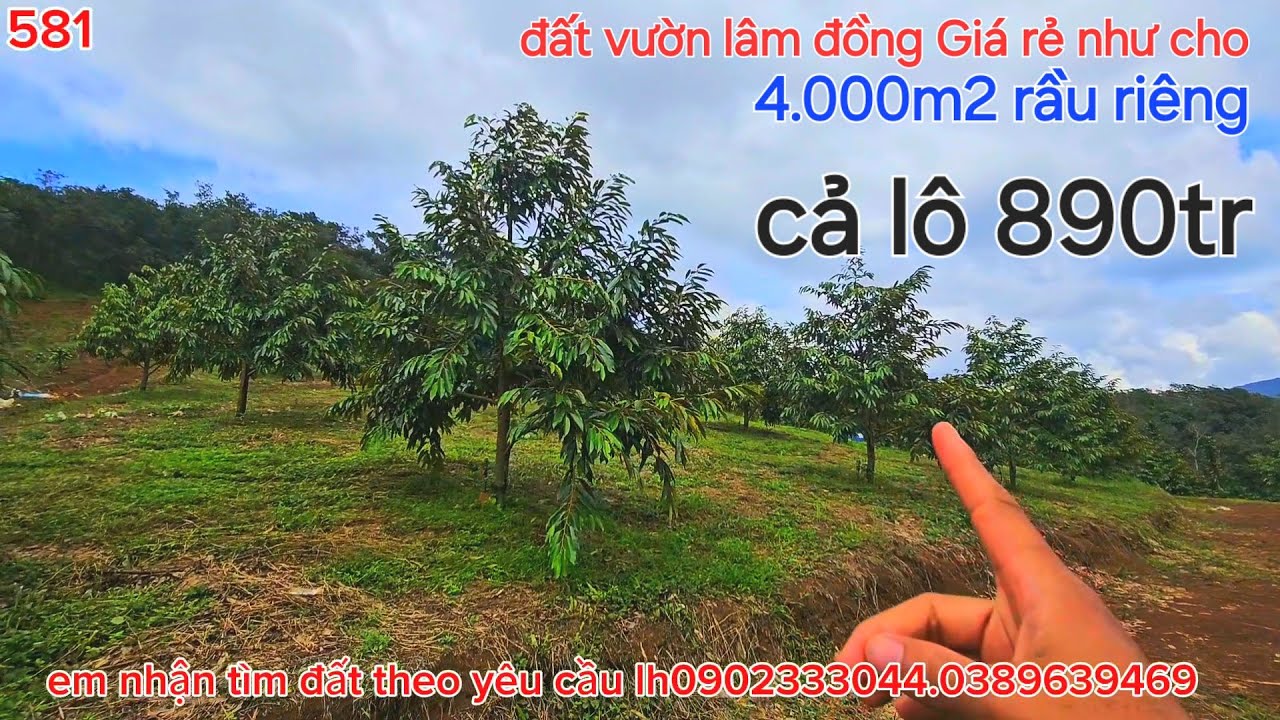Đất vườn lâm đồng. Chủ cần bán giá rẻ  4.000m2 giá chỉ 890tr đất thế dương #nhadatlamdong