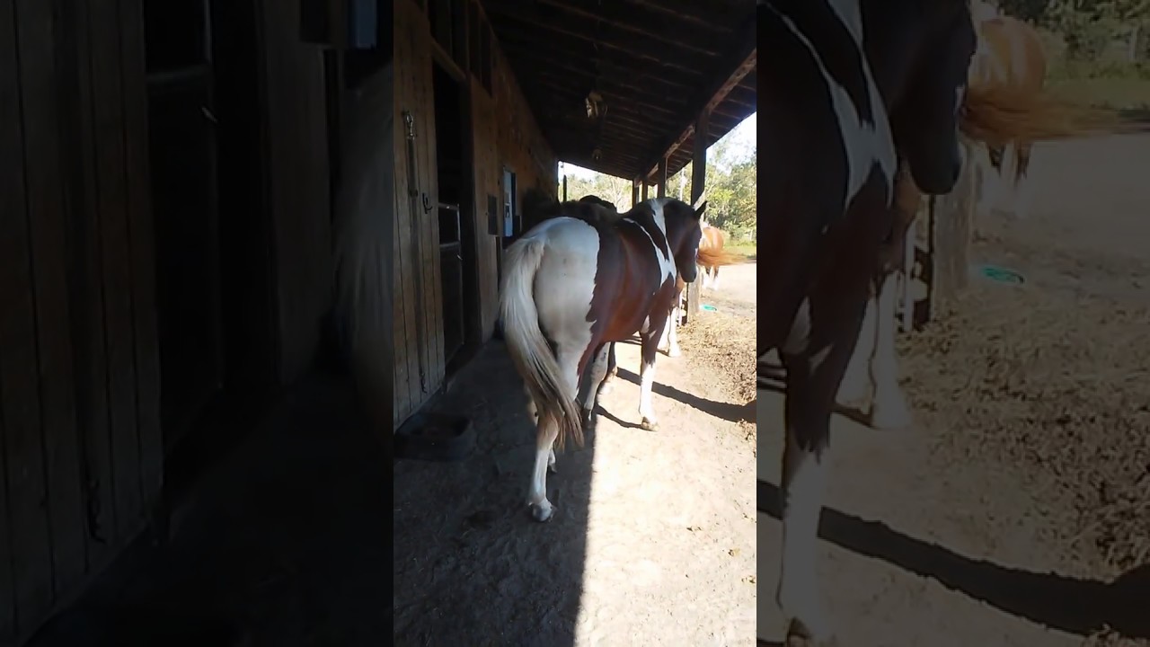 Angel And Miss Cadence Mutual Scratching In The Shedrow, November 1, 2017