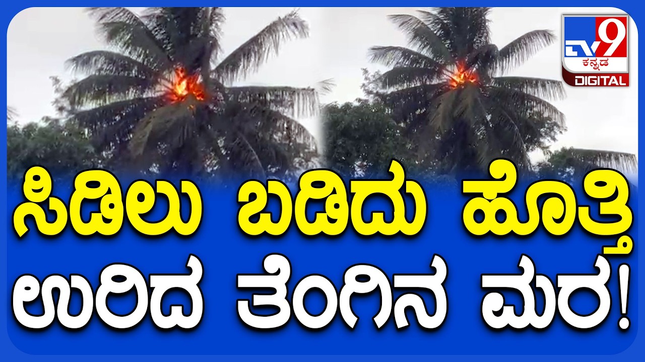 Beluru Rain: ಹಾಸನ ಜಿಲ್ಲೆಯಲ್ಲಿ ಅಬ್ಬರಿಸಿದ ಮಳೆ,  ಅರೇಹಳ್ಳಿಯಲ್ಲಿ ತೆಂಗಿನ ಮರಕ್ಕೆ ಸಿಡಿಲು! | #TV9D