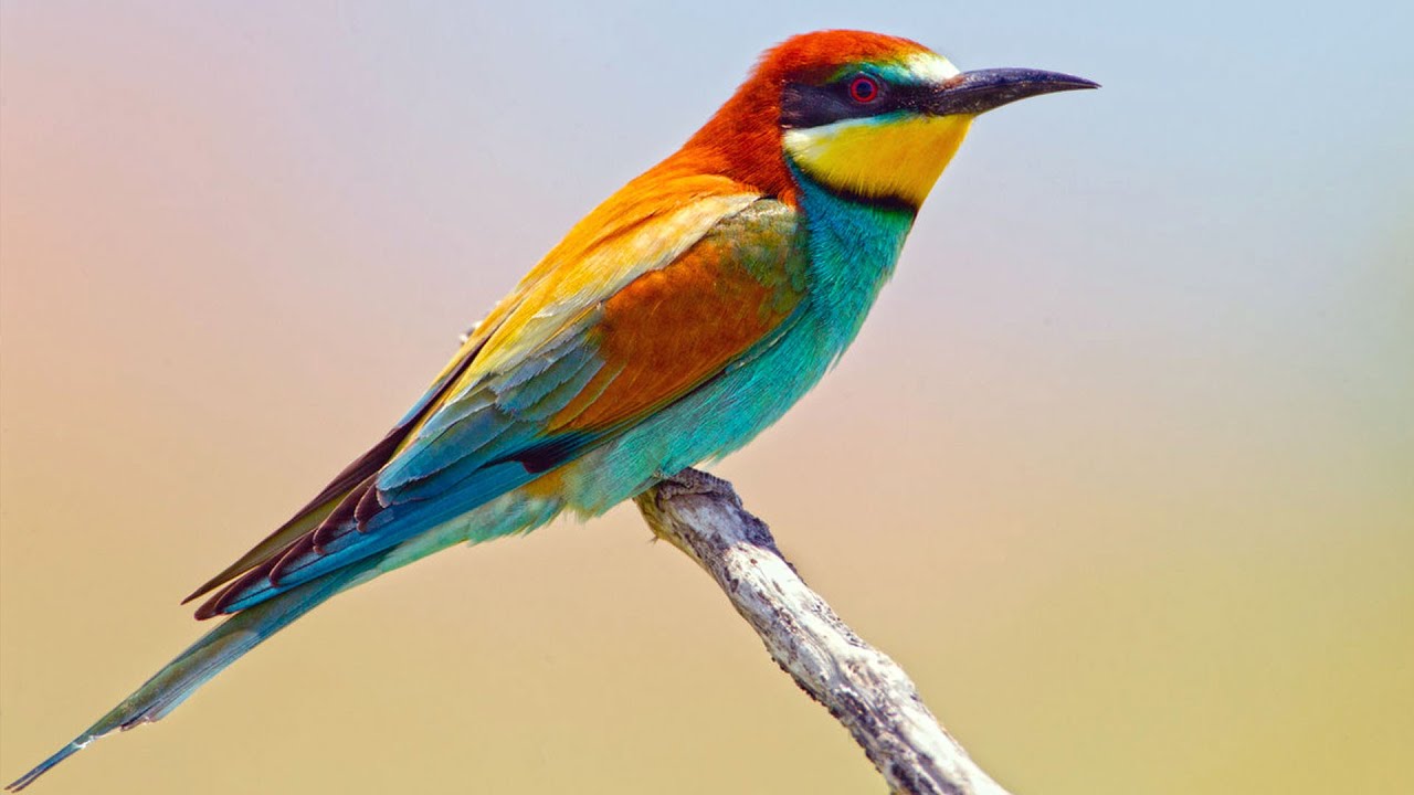 European Bee-Eaters (Fast and Fierce as The Missile)