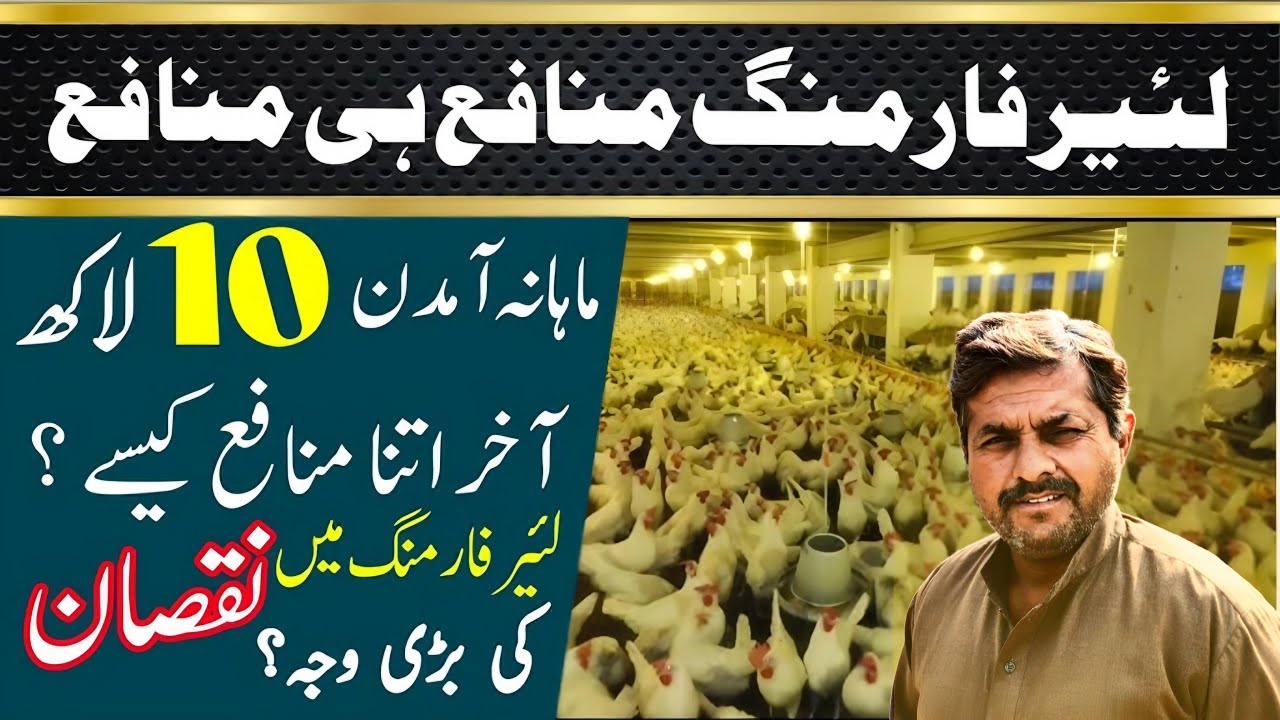 How to Start Layer Farming in Pakistan || Complete detail of Layer Hen Eggs Business