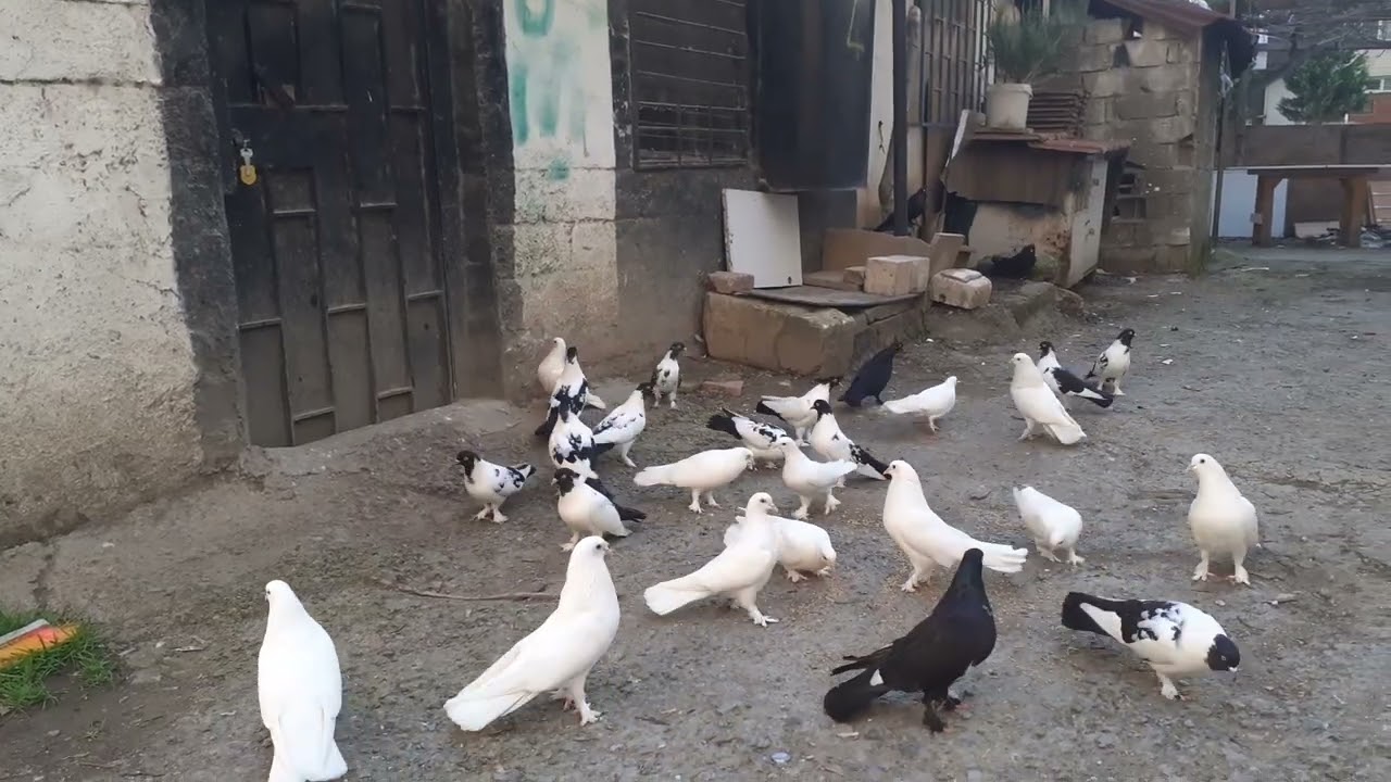 Yakaladığım kaçakları ve iri kuşları bir kardeşime hediye verdim şimdi hepsi bomba artık 