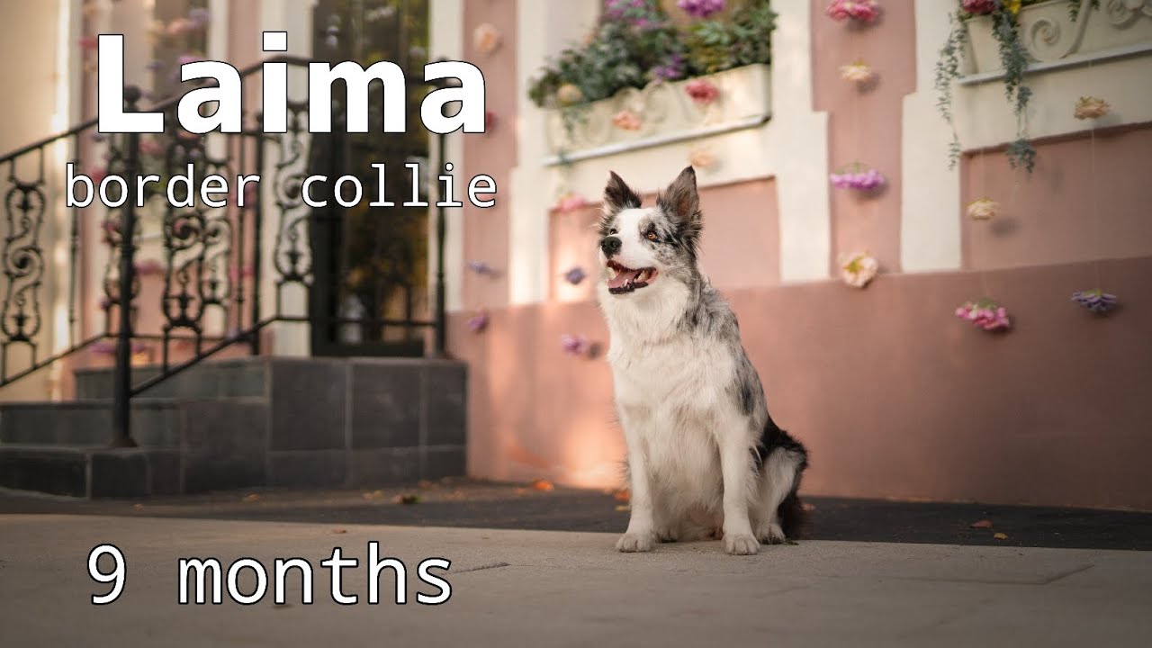 border collie Laima 9 months / frisbee & agility & tricks