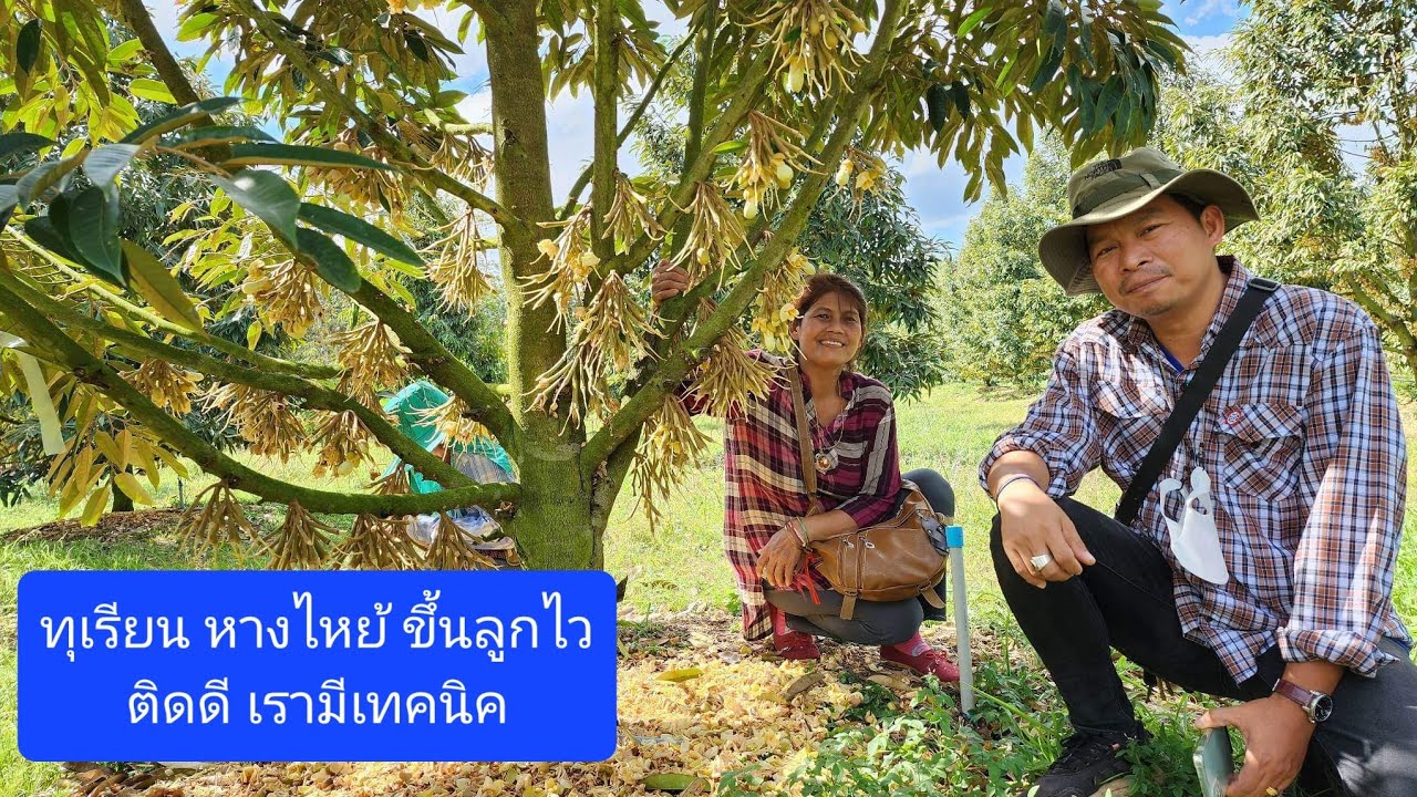 2 สูตร ทุเรียนดอกติดดี หางแย้ไหม้เร็ว ไม่เป็นหนามจีบ 