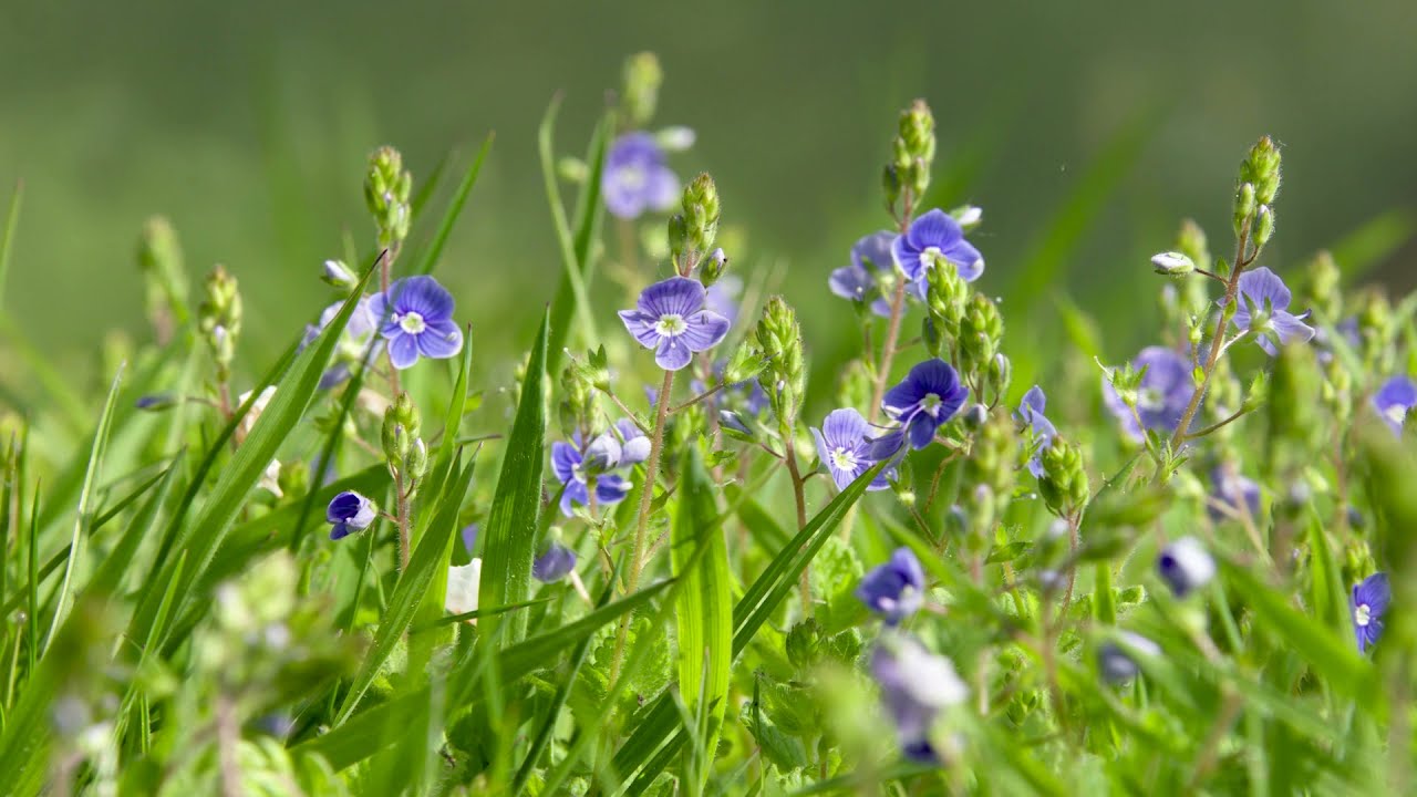Sabine Mehne: Meine Vision - Keine Angst vor dem Tod