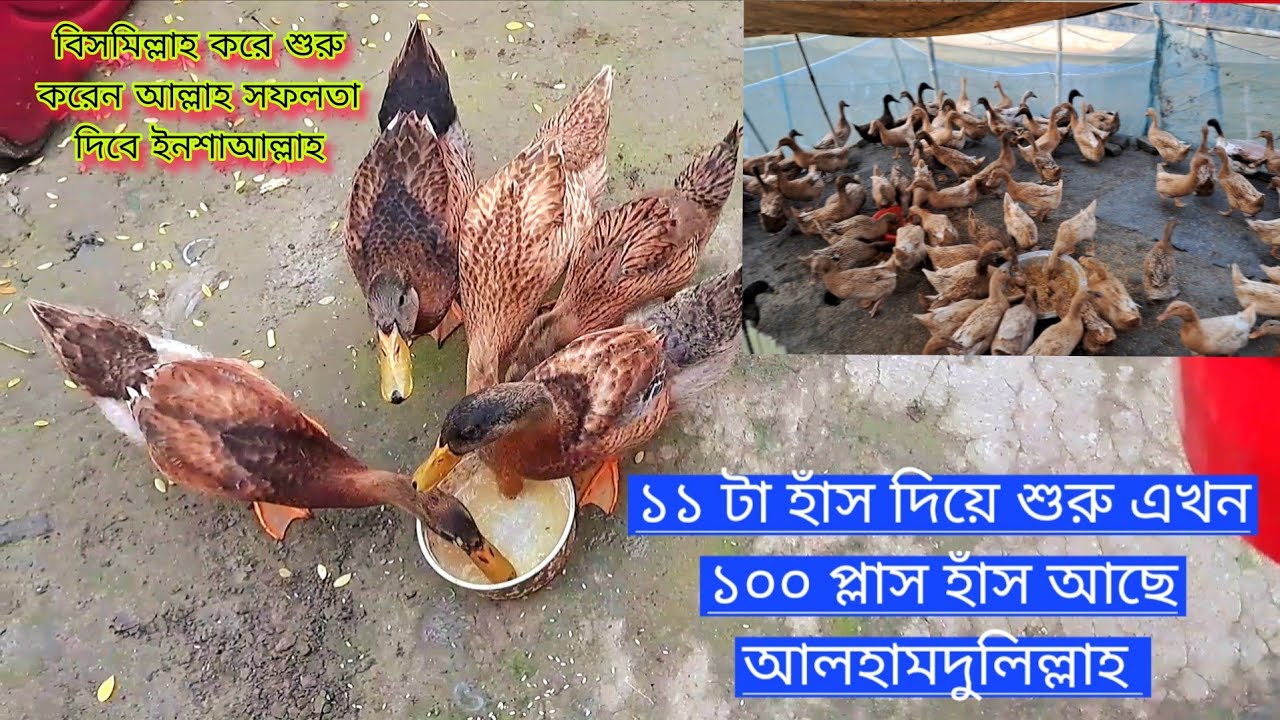 ১১🦆 টি হাঁস দিয়ে খামারের যাত্রা শুরু করেছিলাম। এখন ১০০+ হাঁস আছে আলহামদুলিল্লাহ 