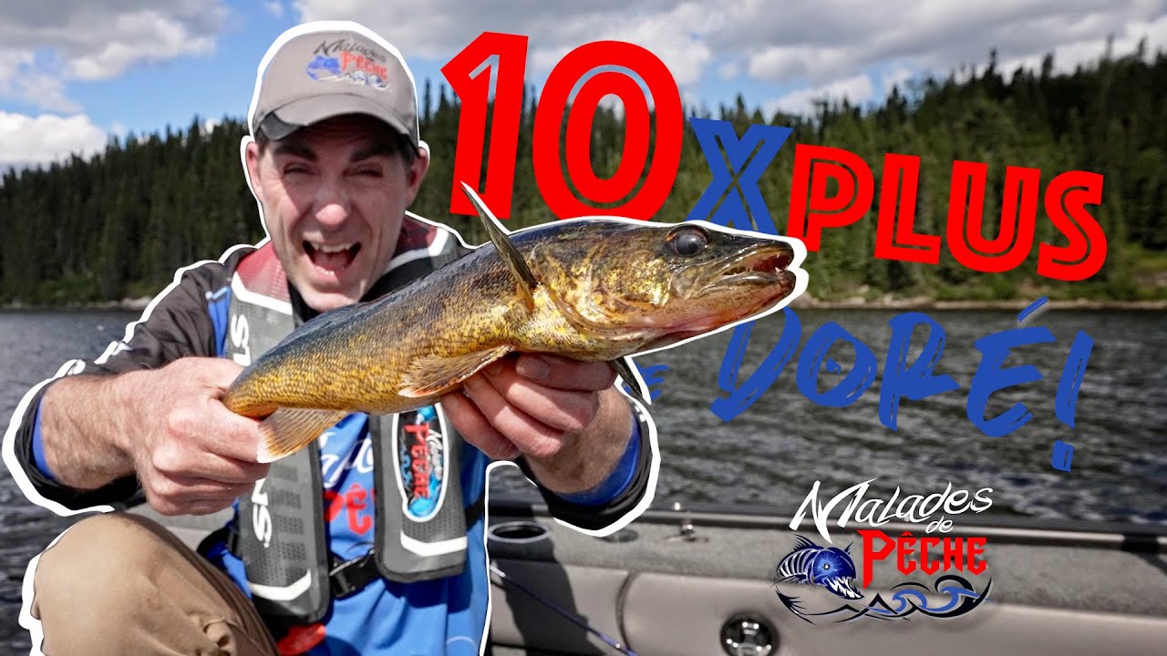 Comment capturer 10 X plus de dorés avec un marcheur de fond!!! Capsules Malades de Pêche #2