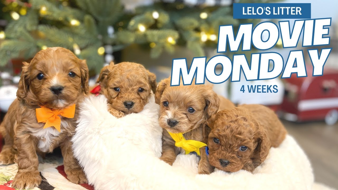 Cavapoo Puppies 4 weeks old Holiday Litter