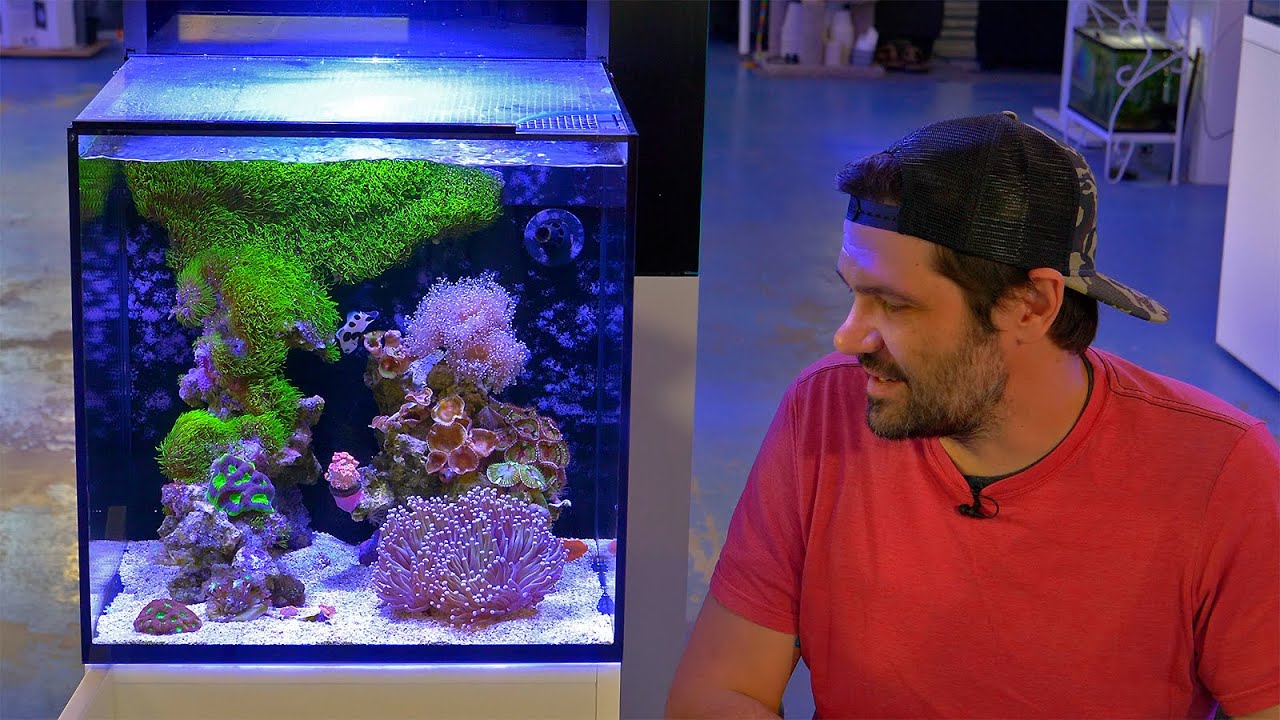 First Deep Clean of the Nano Reef