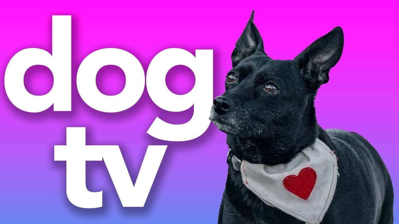 TV For Dogs: Relax My Dog TV - 4 Hour Outdoor Walking Video | Entertainment and Dog Relaxation