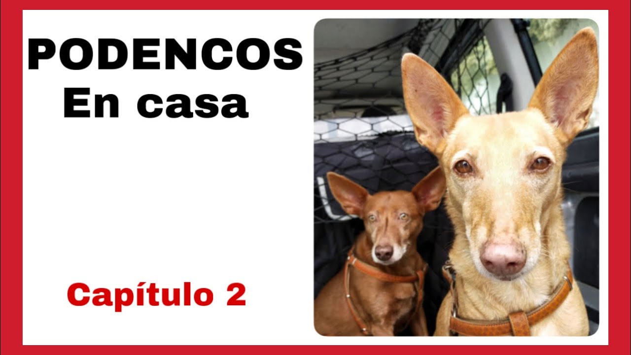Hablemos de PODENCOS (# 2). adopto un cachorro o un adulto
