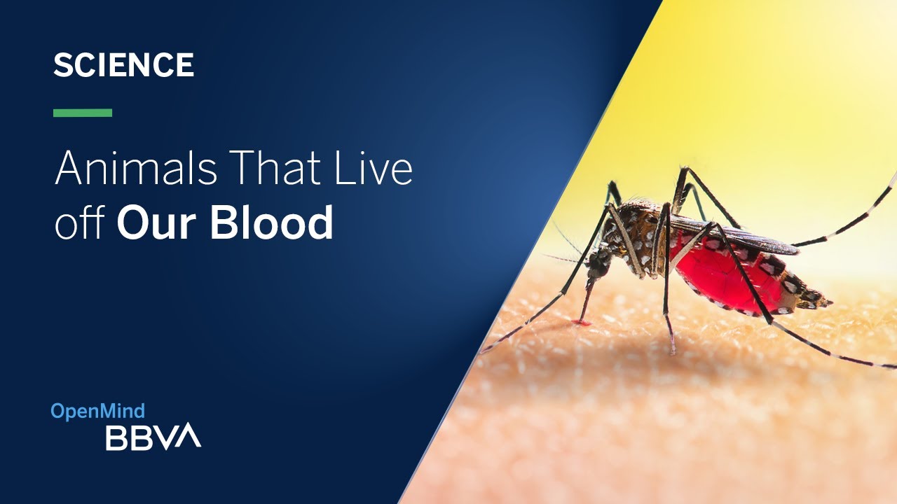 Animals That Live off Our Blood | Science pills