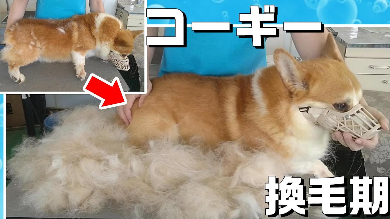 【トリミング】５倍速でわかる！コーギーのグルーミング（換毛期）【３３９時間目】　|　(5Xspeed)Grooming for Welsh Corgi Pembroke