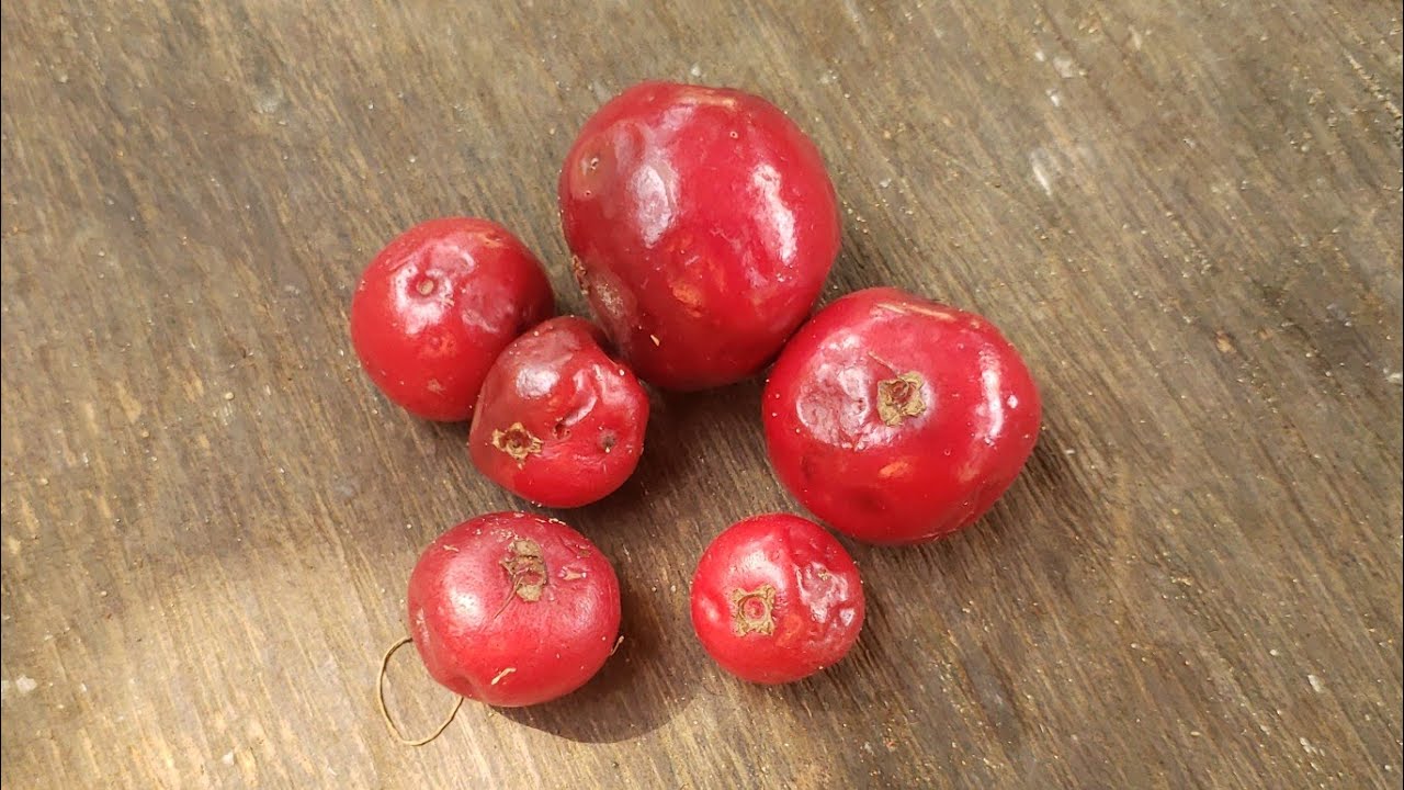 UBAIA RUBI ( Eugenia Patrisii )