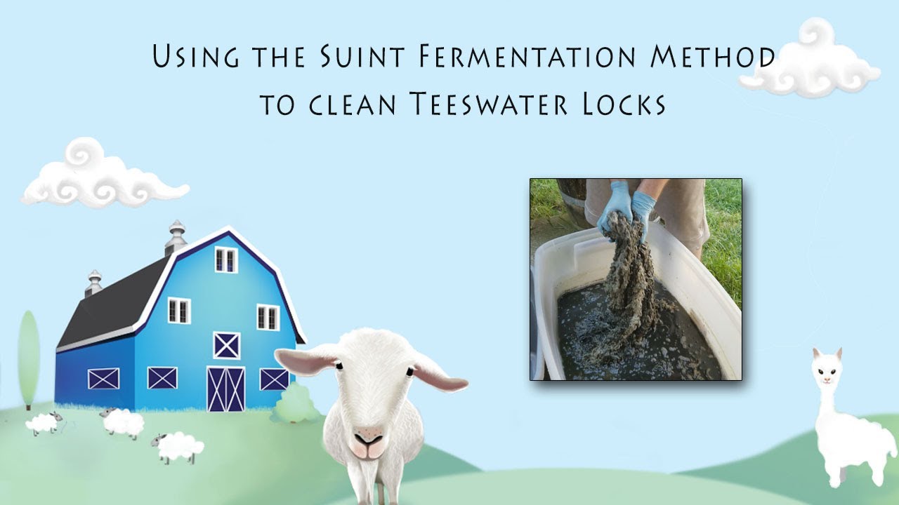 Fermentation Suint Method - Teeswater Fleece