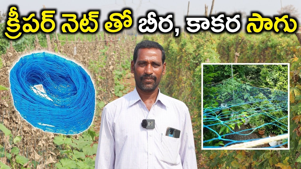 Creeper Net Ridge,Bitter Guard Farming | పందిరి వలతో కాకర, బీర సాగు | Shiva Agri Clinic