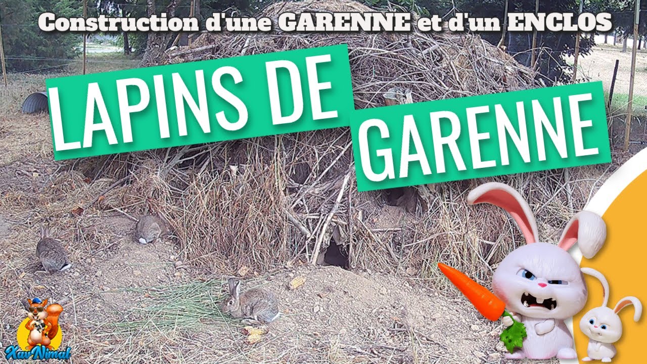 LAPIN de GARENNE : mise en place d'un enclos pour repeuplement