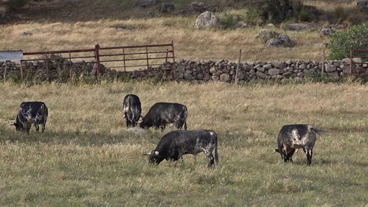 GANADARIA SOMMER(Jos&eacute; Lu&iacute;s V. Andrade)