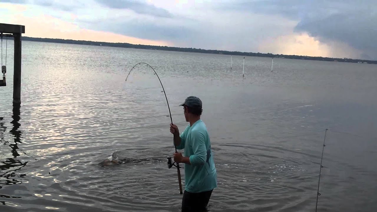 Indian river red fish