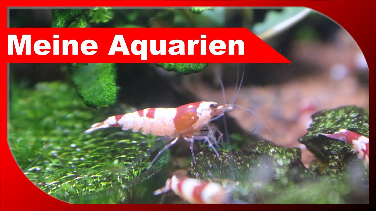 Meine Aquarien - Caridina und Kampffisch Wildformen - Betta rutilans & smaragdina - Aquaristik