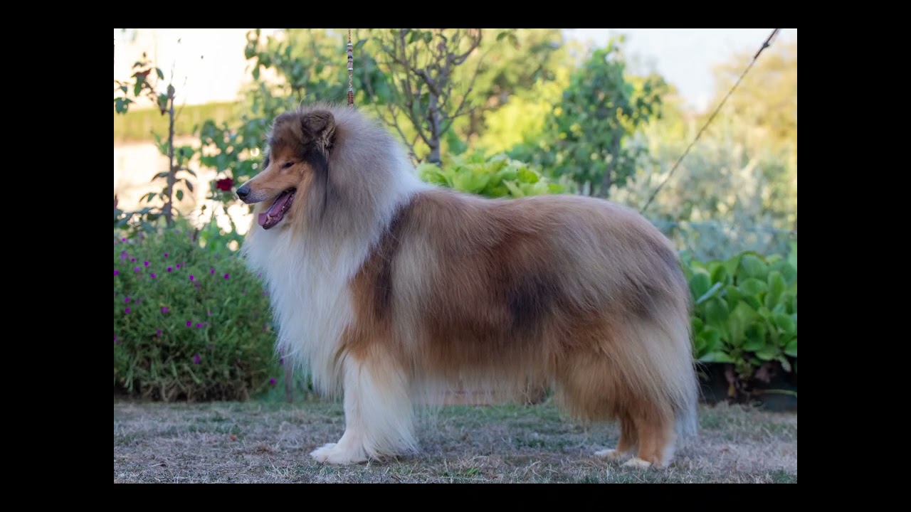 Emiber pastore scozzese a pelo lungo , rough collie