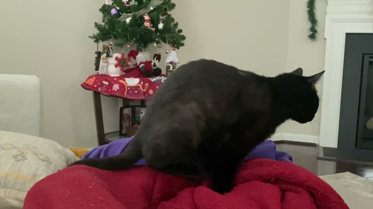 What is this strange cat behavior?