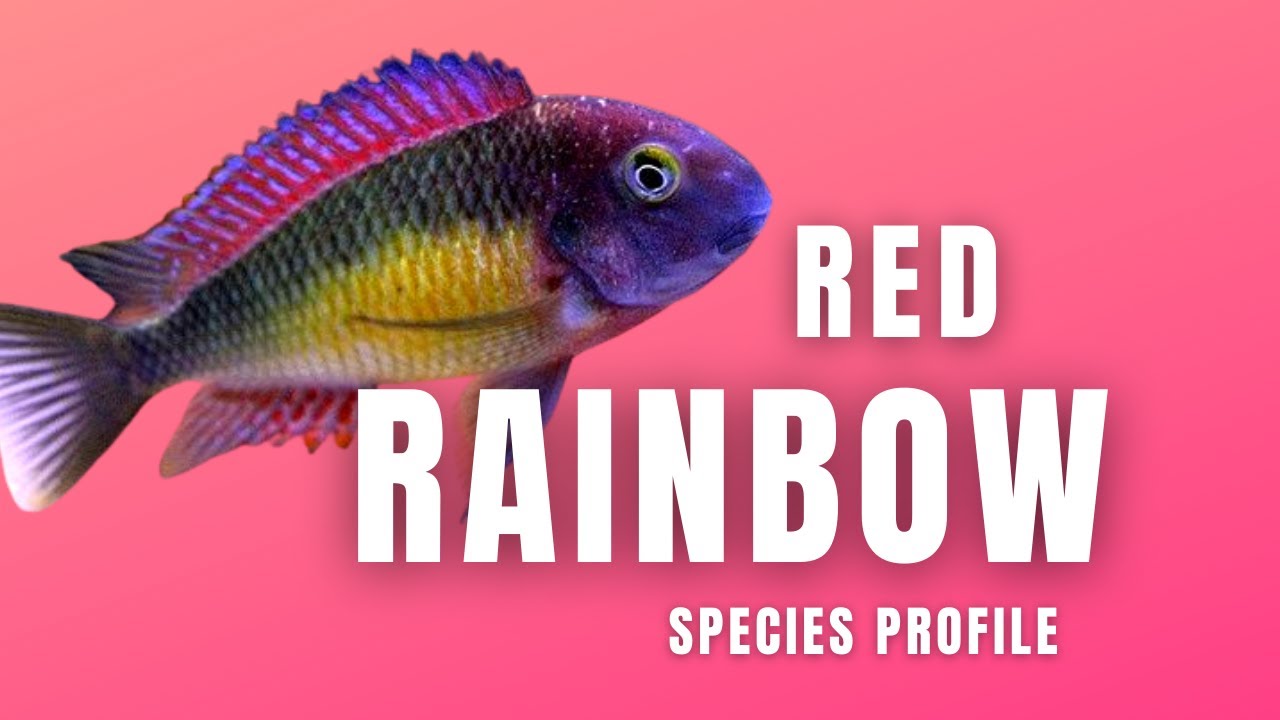 Tropheus Moorii Kasanga (Tropheus Red Rainbow) — профиль вида
