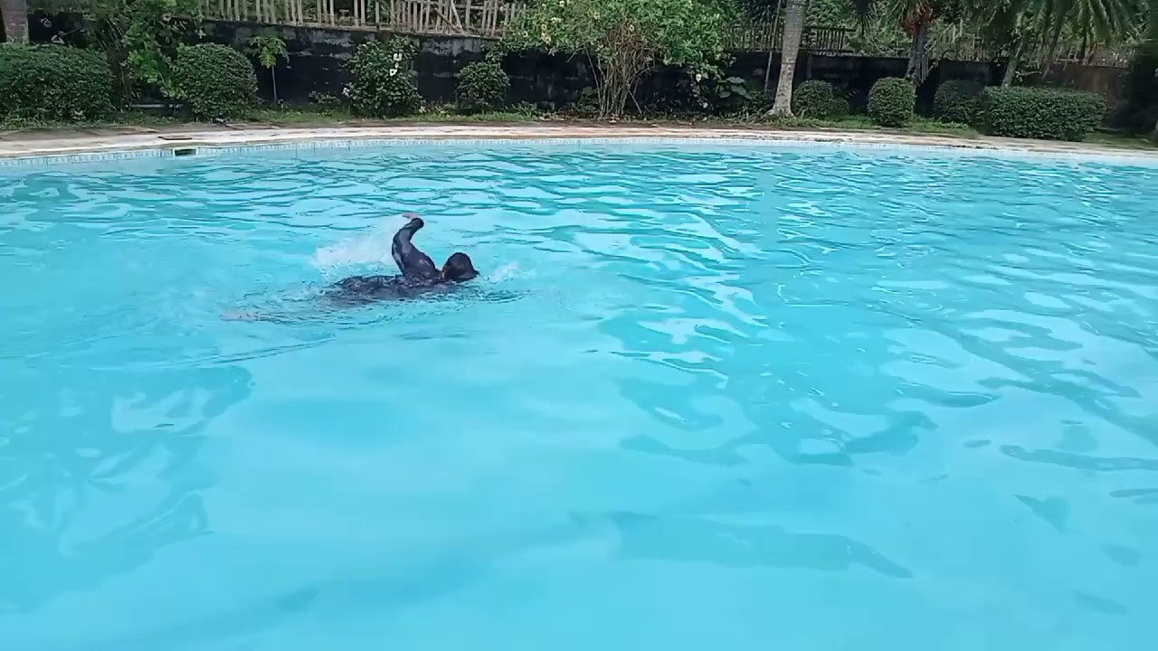 PRACTICAL TEST 5/crawl stroke.