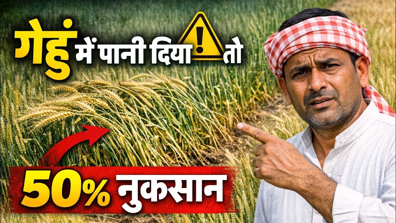 गेहूं में इस समय पानी दिया तो 50% तक नुकसान | लास्ट सिंचाई कब करें गेहूं में