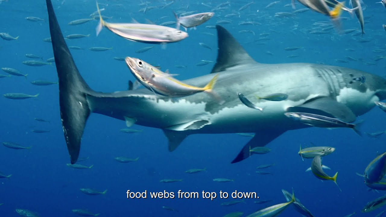 Eye on the experts - The effects of fishing on coastal marine food webs