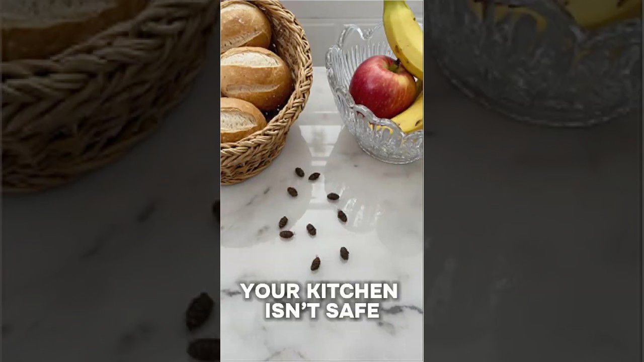 What Are the Dangers of Rodents in Your Home and How Can You Stop Them?
